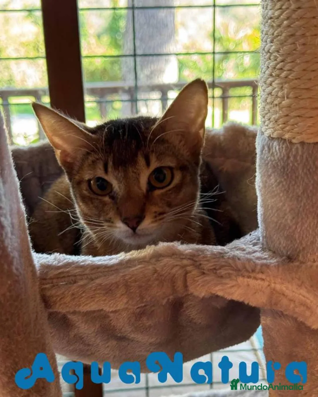 Abisinio gatos en venta: Gatitos ABISINIO - AQUANATURA en Barcelona - Anuncio 6