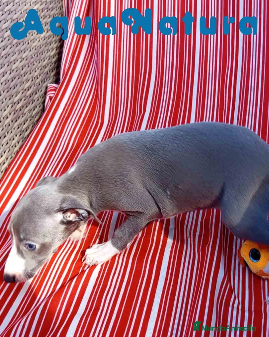 Pequeño Lebrel Italiano perros en venta: Lebrel Italiano Hembra 5 de AB y Omega AQUANATURA - Anuncio 7