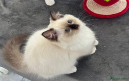 Ragdoll gatos en venta: Camada Ragdoll - Imagen 1