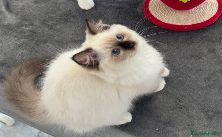 Ragdoll gatos - Propaganda 1