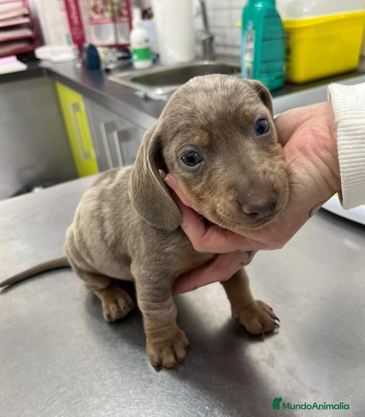 Teckel perros Teckel MINI - Anuncio 1