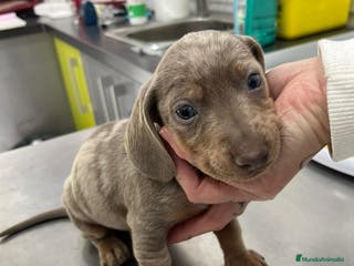 Teckel perros Teckel MINI - Anuncio 3