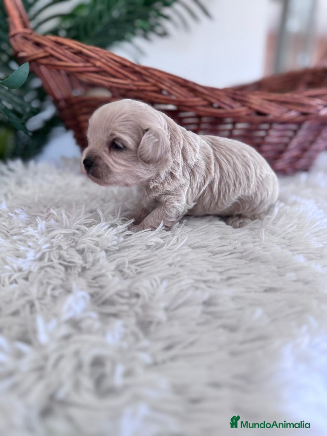 Maltipoo perros en venta: MALTIPOO MACHO - Imagen 16
