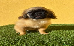 Yorkshire Terrier perros en venta: milcachorros.es disponemos casi todas las razas  - Imagen 16