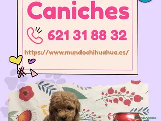 Caniche Enano perros Cachorros enanos de caniche 🧸✨ - Anuncio 2