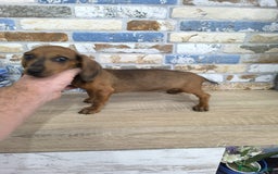 Teckel Miniatura perros en venta: teckel miniatura  - Imagen 2