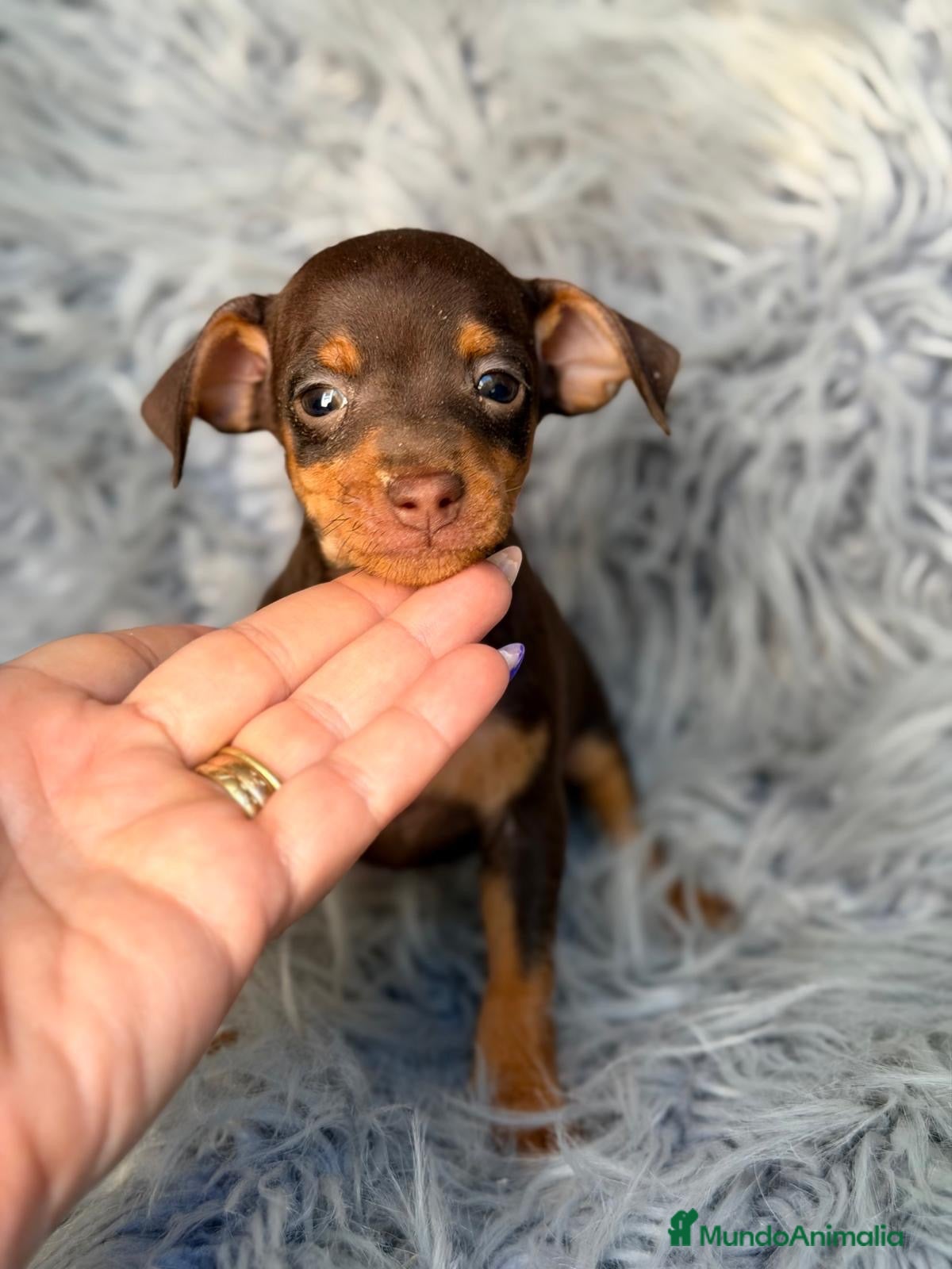 Pinscher Miniatura perros Mini pinscher macho chocolate 🐾💙 - Anuncio 1