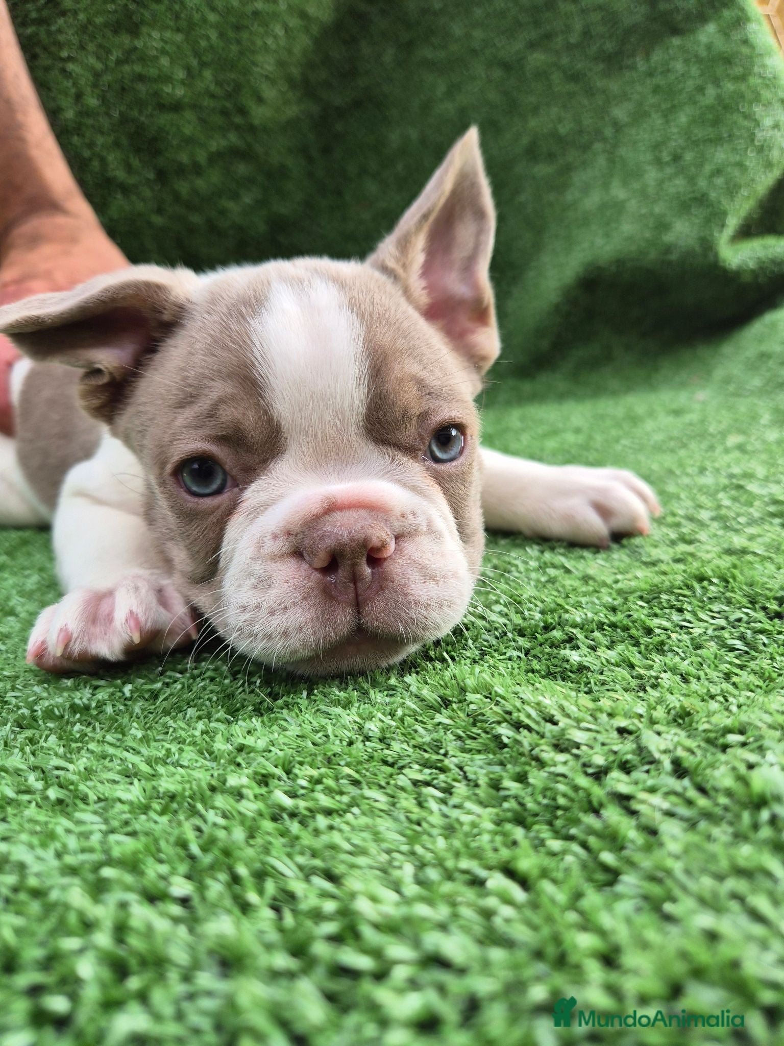 Bulldog Francés perros Machito  - Anuncio 1
