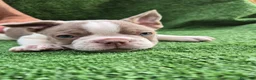 Bulldog Francés perros en venta: Machito  - Anuncio 1