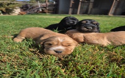 Cocker Spaniel Inglés perros en venta: COCKER SPANIEL INGLES - Imagen 2