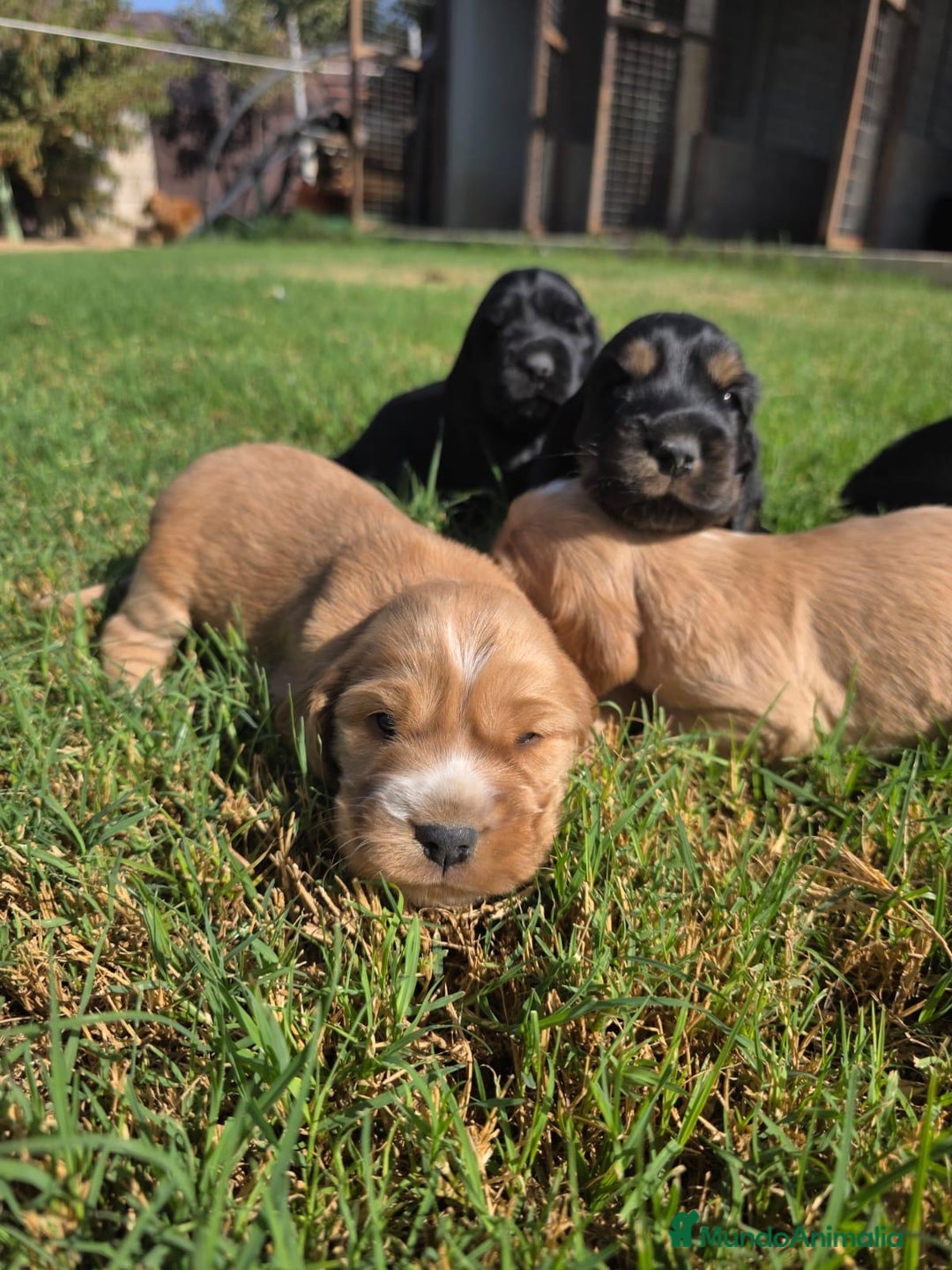 Cocker Spaniel Inglés perros en venta: COCKER SPANIEL INGLES - Imagen 2