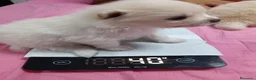 Pomerania perros en venta: Pomerania  - Anuncio 4