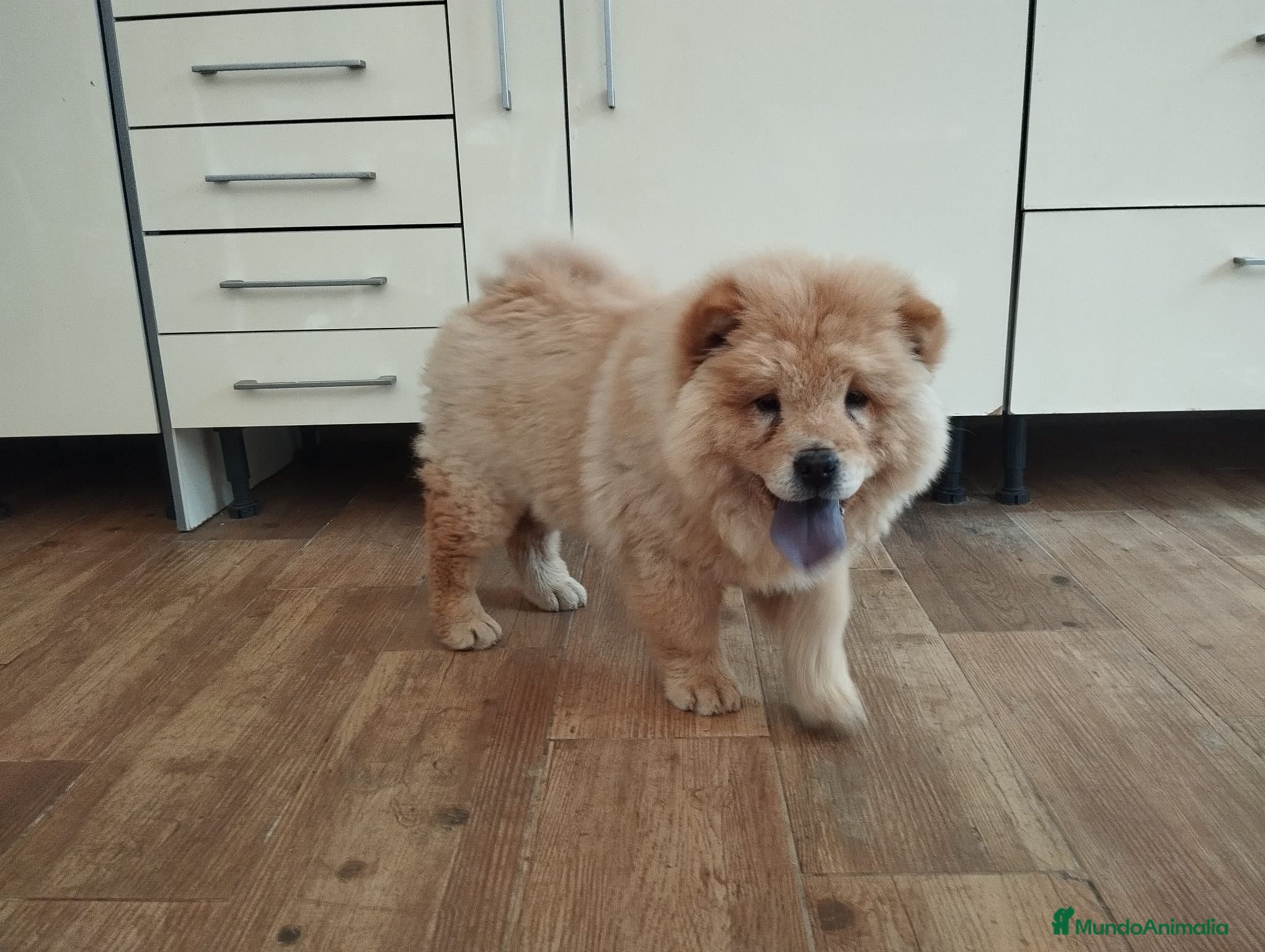 Chow Chow perros Chow chow hembra disponible  - Anuncio 1