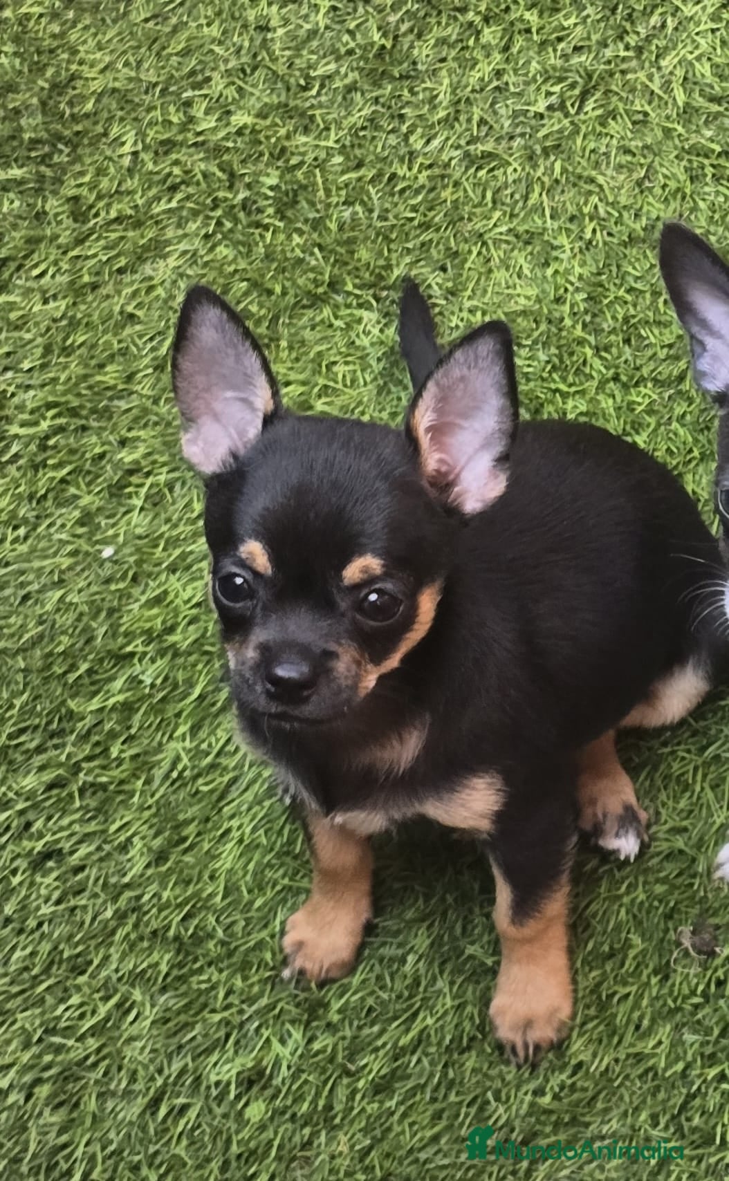 Chihuahua perros Cachorrito de chihuahua precio real - Anuncio 1