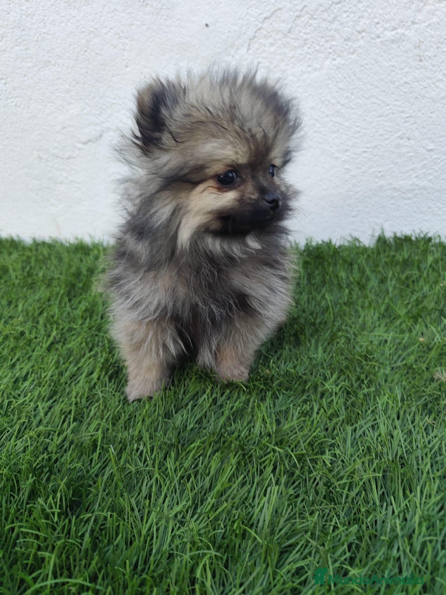 Pomerania perros en venta: Pomerania toy  - Anuncio 7