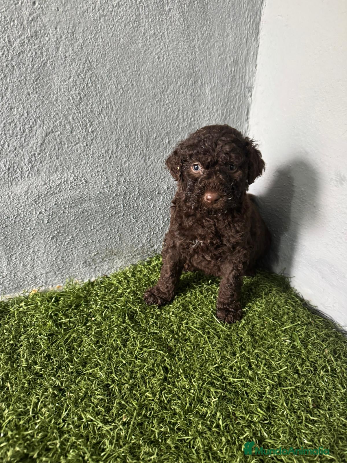 Perro de Agua Español perros PERRO DE AGUA  - Anuncio 2