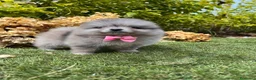 Pomerania perros en venta: POMERANIAS MINIATURA  - Anuncio 3