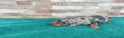 Teckel Miniatura perros en venta: Teckels Miniaturas de calidad - Anuncio 4