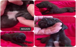 Dogo Alemán perros en venta: Cachorros bebes - Imagen 7
