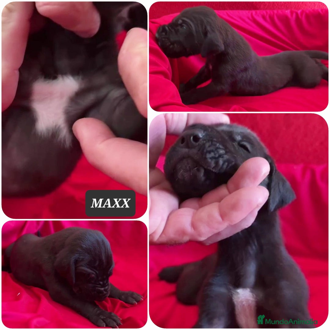 Dogo Alemán perros en venta: Cachorros bebes - Imagen 7