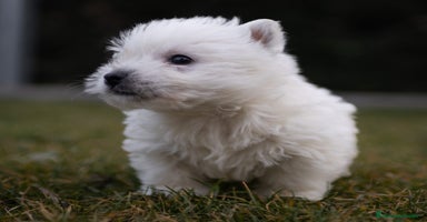 West Highland White Terrier perros - Anuncio 11