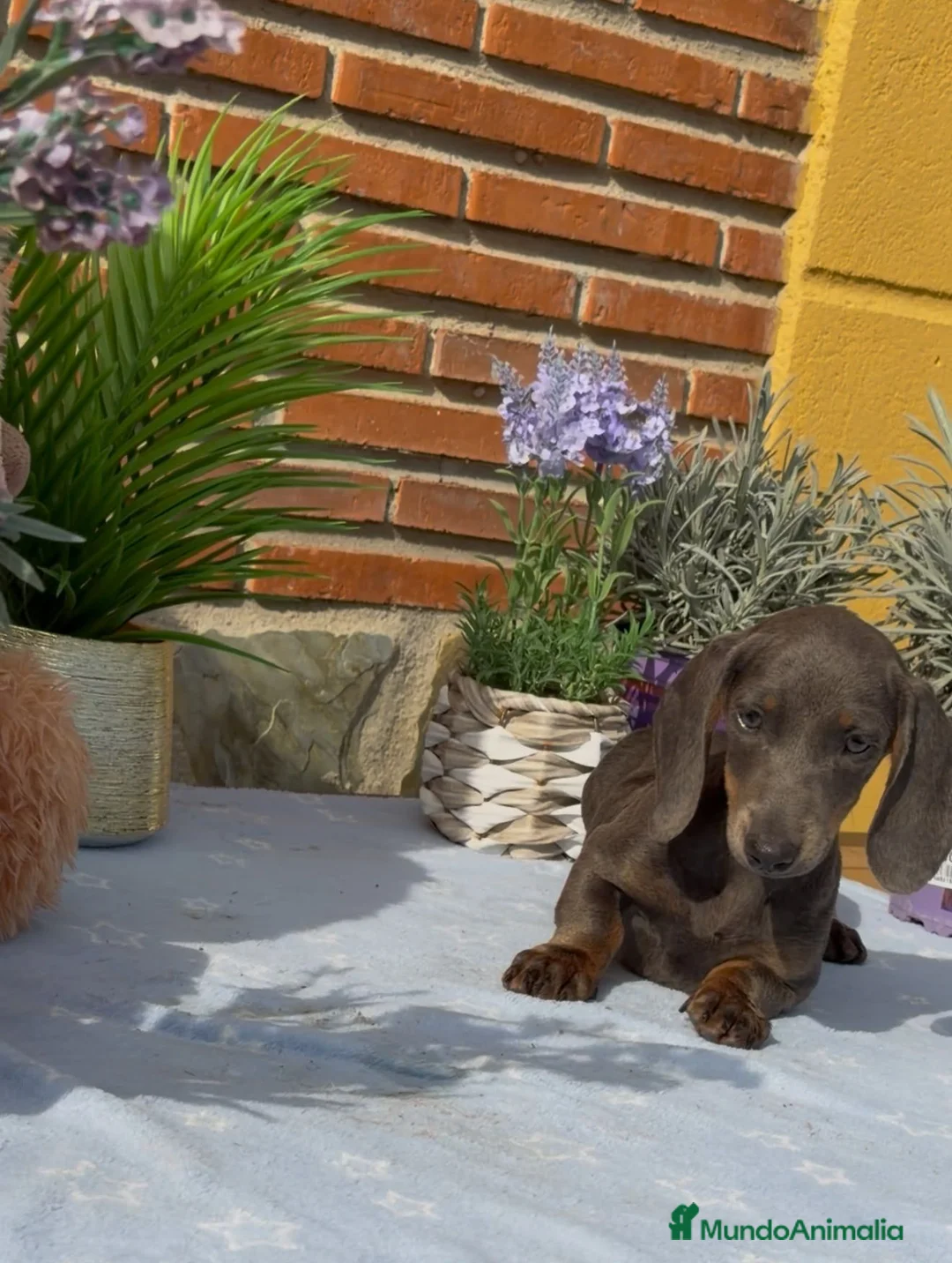 Teckel Miniatura perros en venta: Teckel mini gris - Anuncio 6