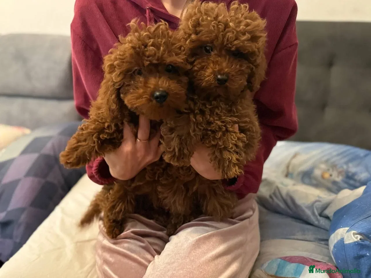 Caniche Toy perros caniche toy  - Anuncio 2