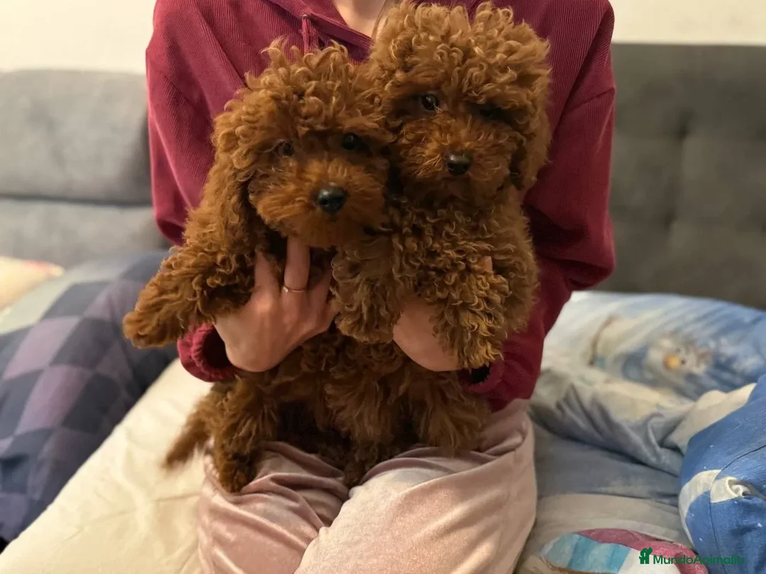 Caniche Toy perros en venta: caniche toy  - Anuncio 2