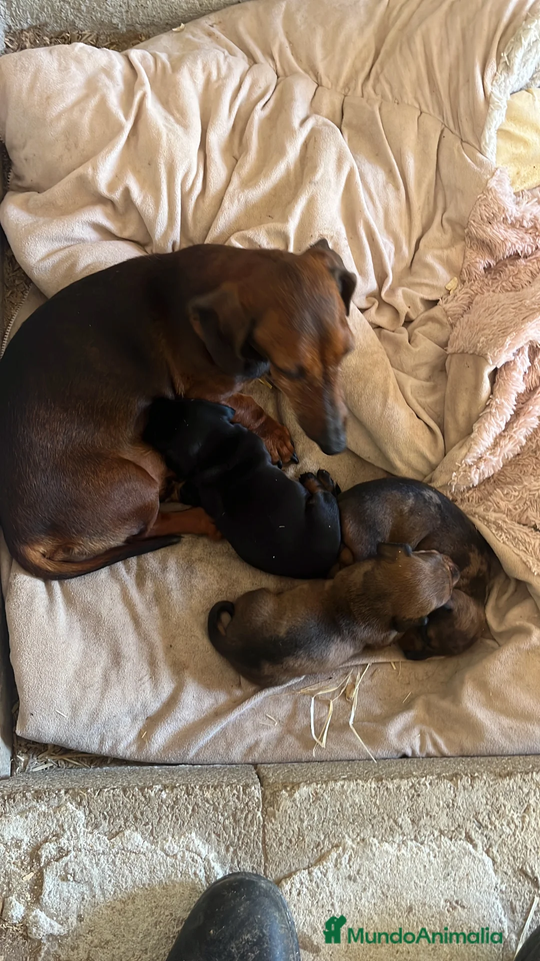 Teckel Miniatura perros en venta: Impresionante Teckel miniatura 601144783 - Anuncio 7