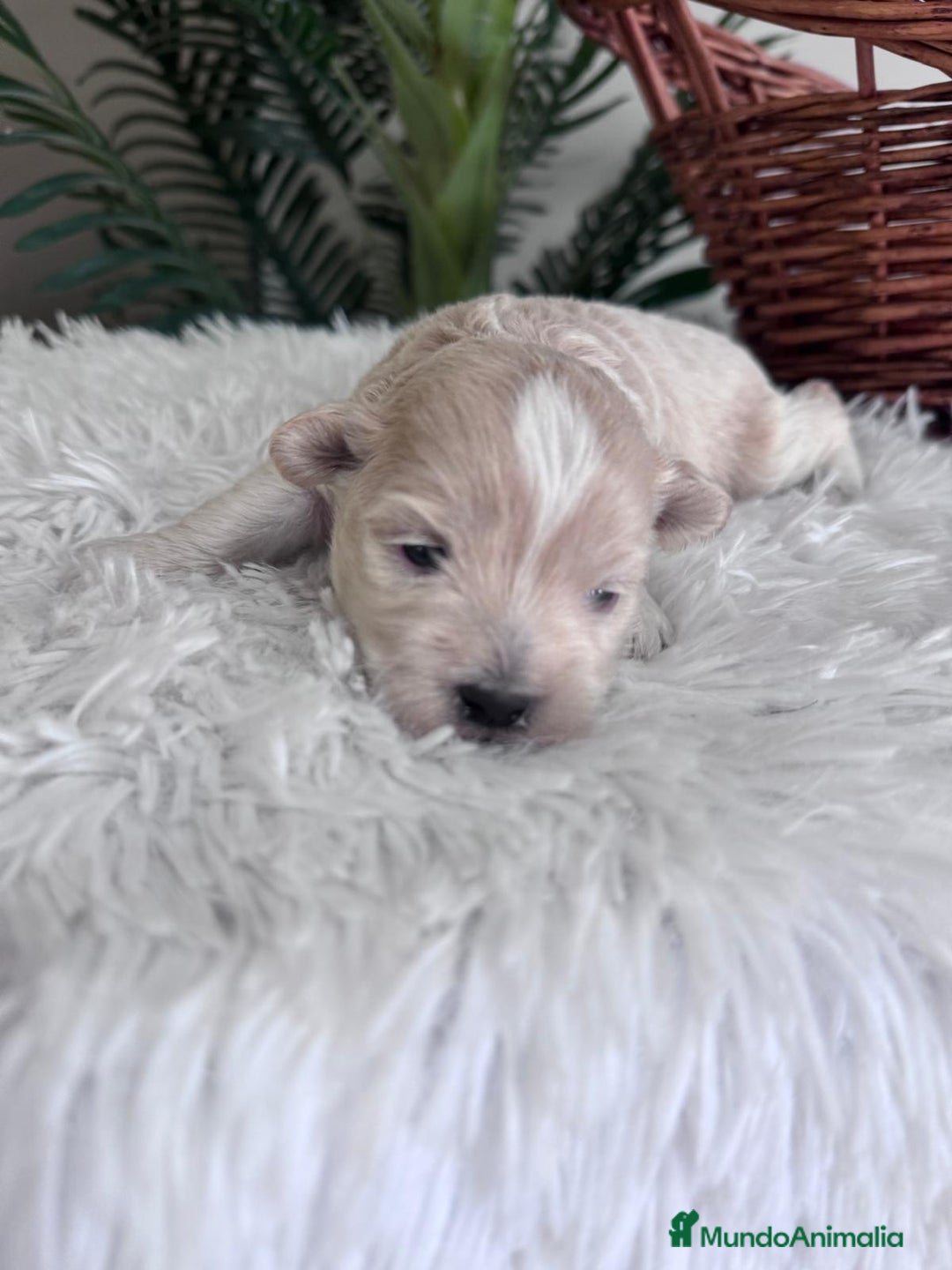 Maltipoo perros en venta: MALTIPOO MACHO - Imagen 14