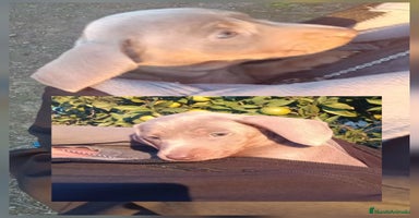 Teckel perros Teckel Mini - Anuncio 1