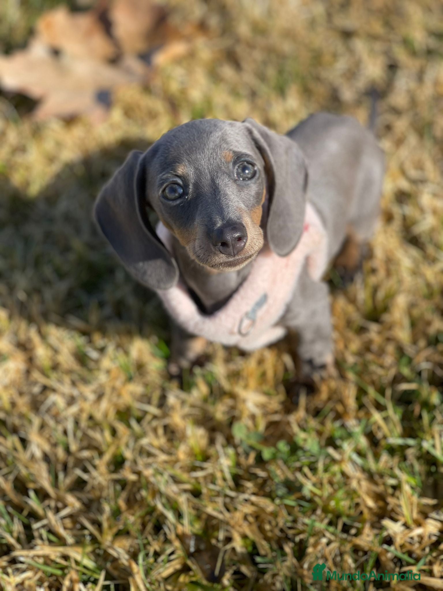 Teckel Miniatura perros Teckel miniatura  - Anuncio 1