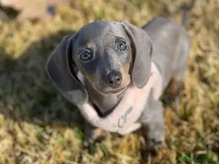 Teckel Miniatura perros Teckel miniatura - Anuncio 11