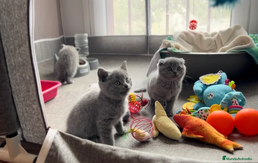 Británico de Pelo Corto gatos en venta: BRITISH SHORTHAIR Y SCOTTISH FOLD - Anuncio 2