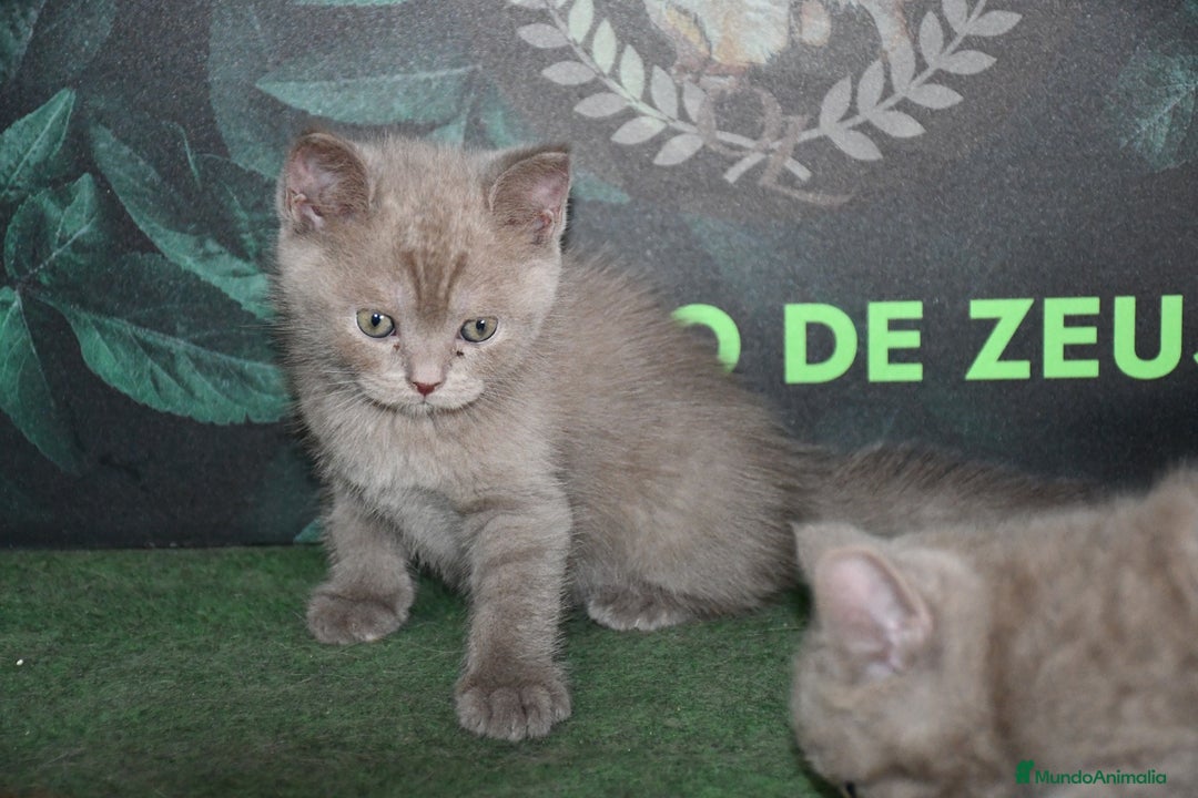 Británico de Pelo Corto Azul gatos en venta: British shorthair  - Imagen 8