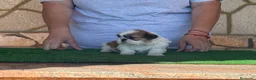 Shih Tzu perros en venta: Macho tricolor rojo - Anuncio 3