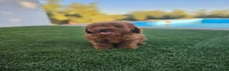 Caniche Toy perros en venta: CANICHE TOY - Anuncio 1