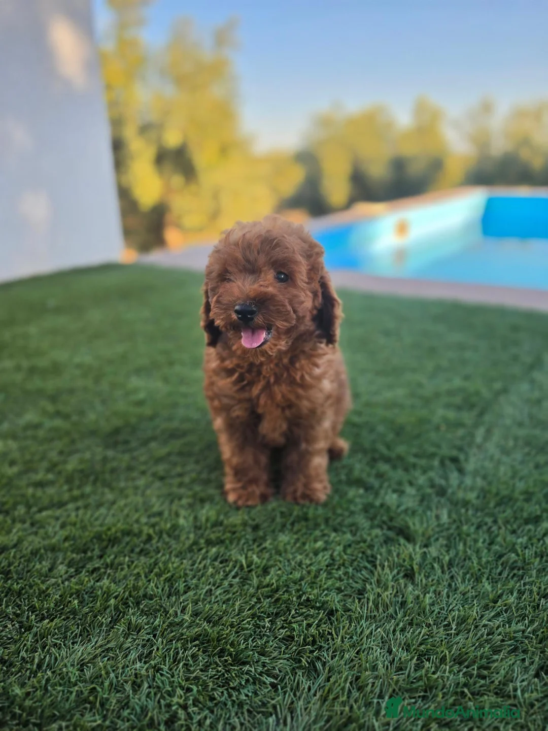 Caniche Toy perros en venta: CANICHE TOY - Anuncio 1