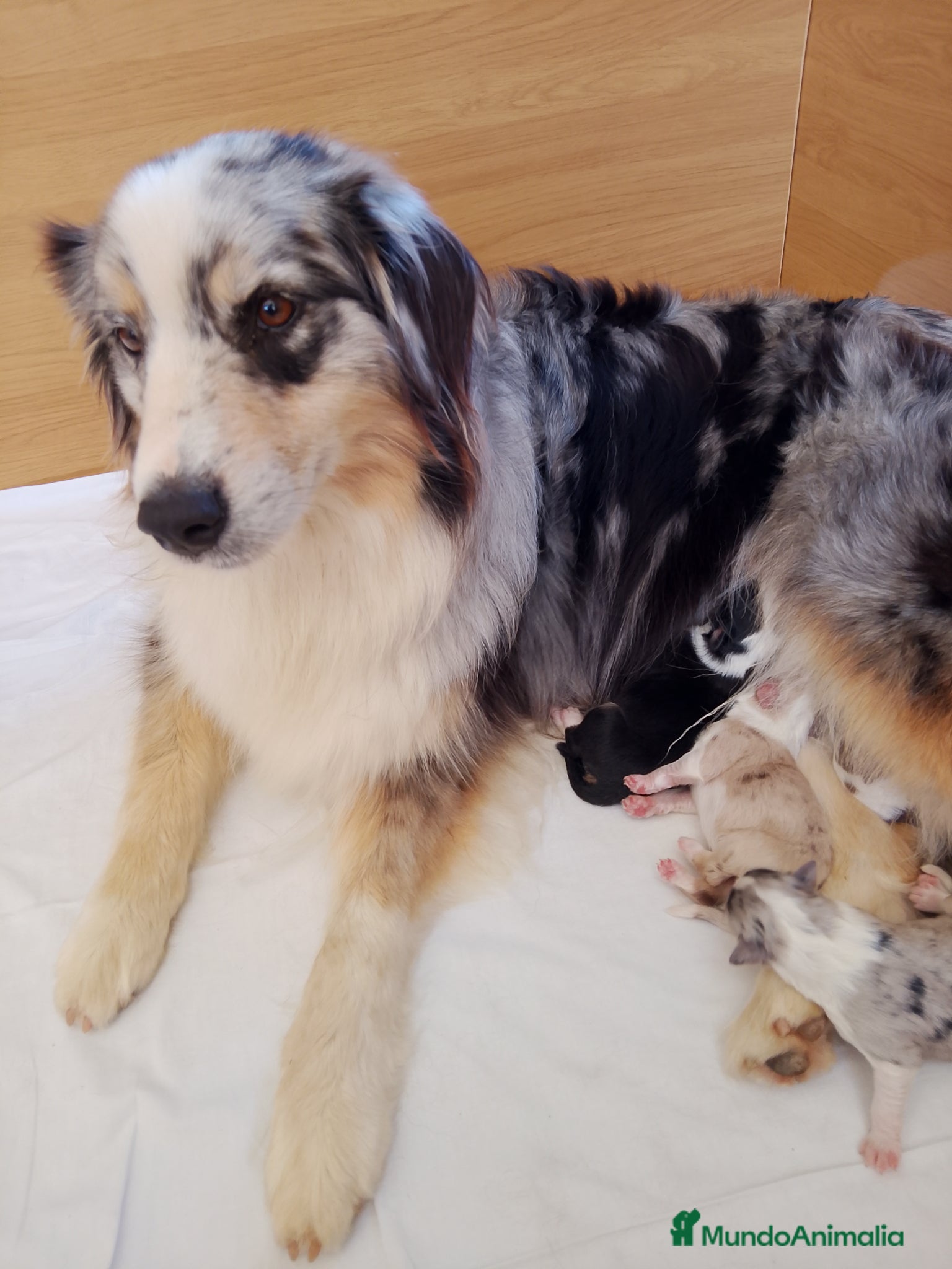 Pastor Australiano perros en venta: Preciosa camada de Pastor Australiano  - Anuncio 5