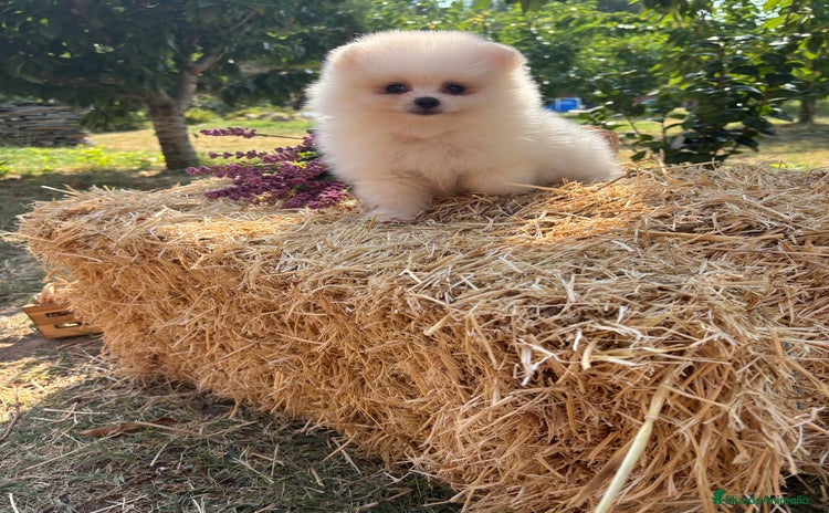 Pomerania perros - Anuncio 1