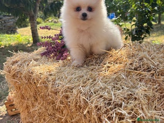 Pomerania perros - Anuncio 26