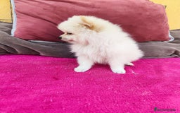 Pomerania perros en venta: Pomerania toy macho blanco  - Imagen 5