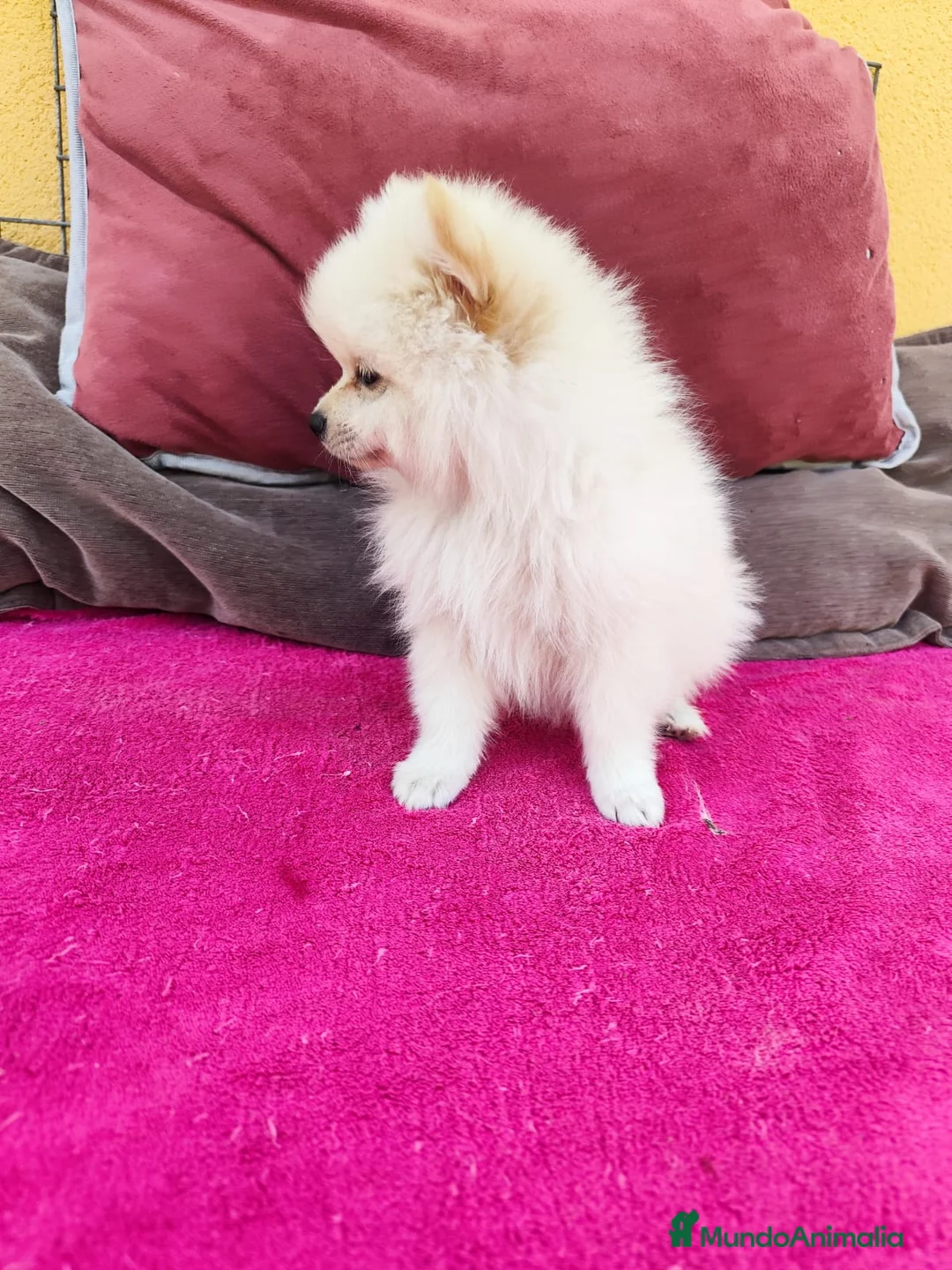 Pomerania perros en venta: Pomerania toy macho blanco  - Anuncio 5