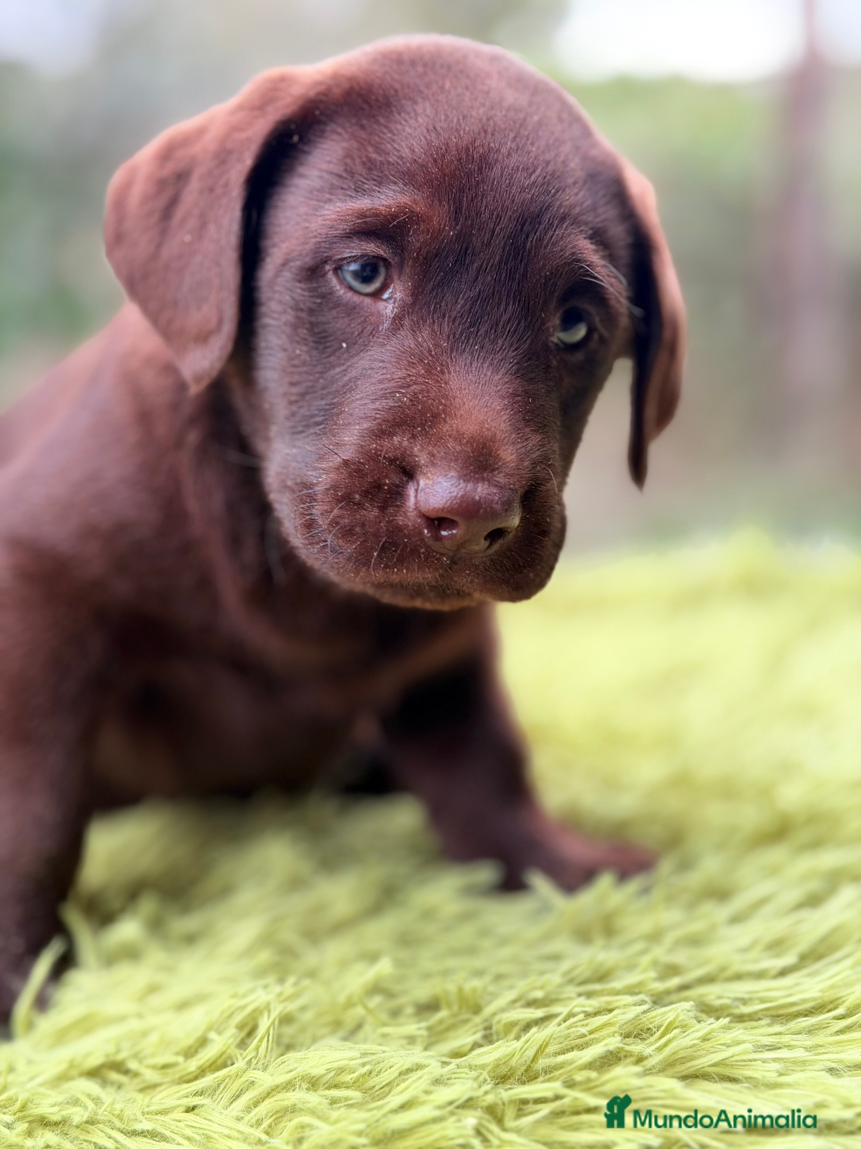Labrador Retriever perros Labrador chocolate  - Anuncio 9