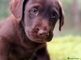 Labrador Retriever perros Labrador chocolate - Anuncio 1