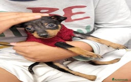 Pinscher Miniatura perros en venta: Pinscher miniatura - Imagen 1