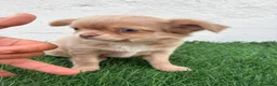 Chihuahua perros en venta: Chihuahua  - Anuncio 2