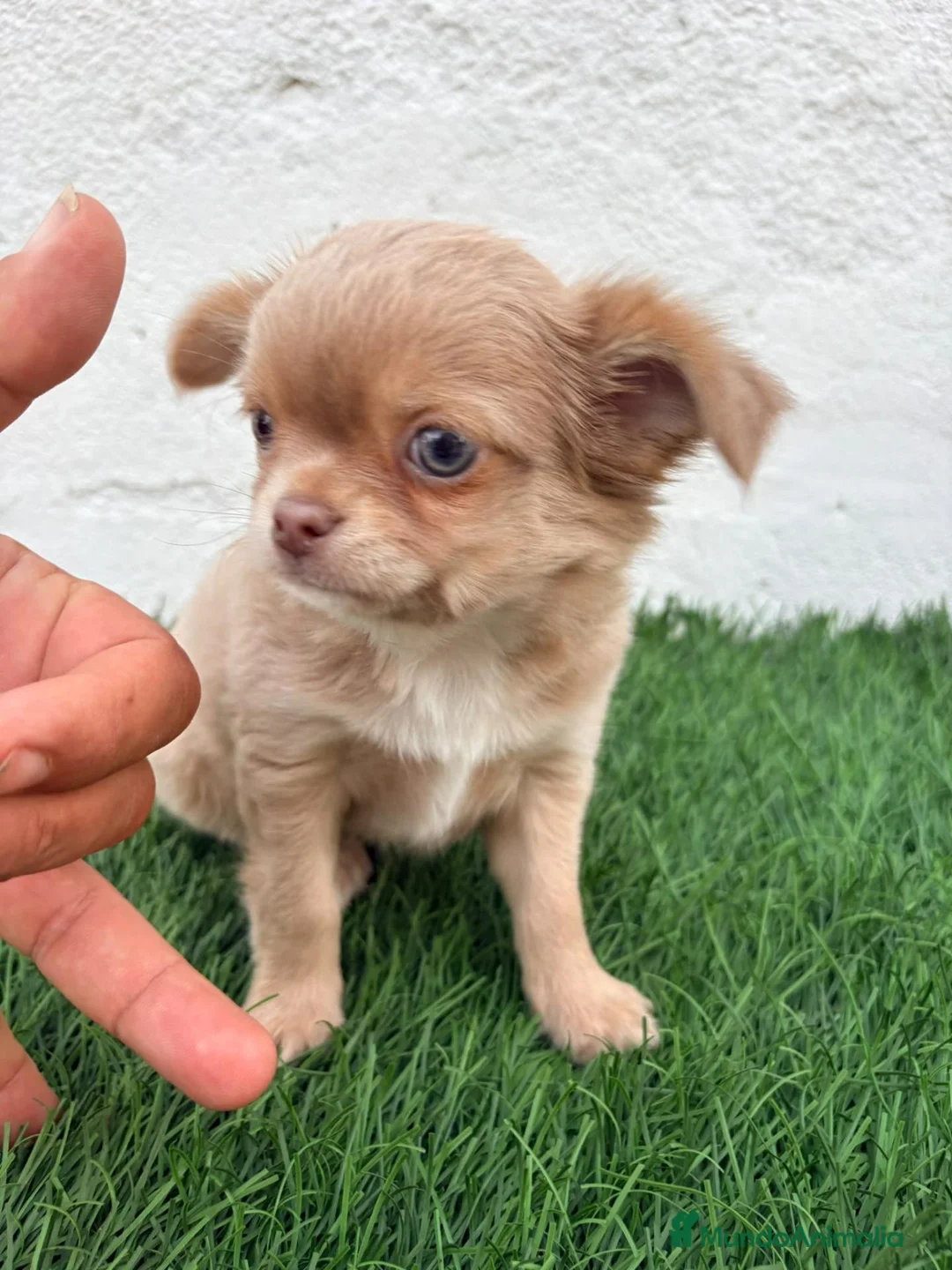Chihuahua perros en venta: Chihuahua  - Anuncio 2