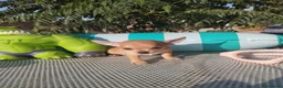 Chihuahua perros en venta: Chihuahuas mini toy - Anuncio 9