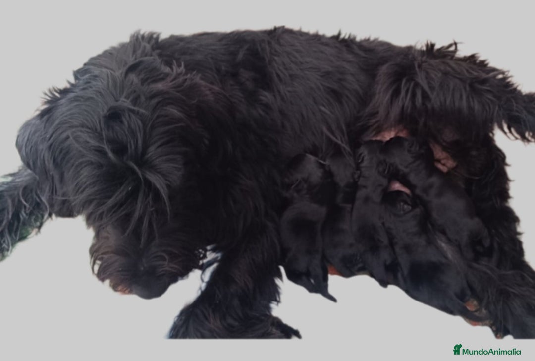 Schnauzer Gigante perros en venta: Schnauzer Gigante Negro - Anuncio 2